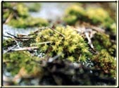 This is a great close-up of Moss.  It will devour your roof if you let it.