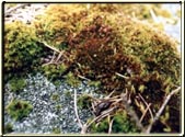 This is another great example of a close-up of Moss.