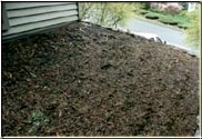 This is an excessive "Before" example of neglect, major derbies and moss devouring a roof.