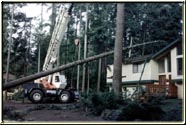 Lifting the tree out of the home without causing additional damage