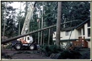 storm damage removing tree