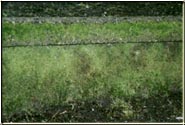 "Before" photo of a concrete wall with heavy moss growth. 
